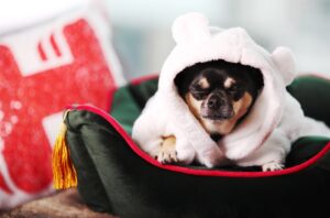 Låt den sovande hunden ligga (I Hemmelsäng)! Hotels.com lanserar världens bästa jobb... for ditt husdjur 2 Låt den sovande hunden ligga (I Hemmelsäng)! Hotels.com lanserar världens bästa jobb... for ditt husdjur 2