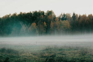 Nu kan du klimatkompensera dina e-handelsköp med ett klick via Compensates nya hållbara plugin 2 Nu kan du klimatkompensera dina e-handelsköp med ett klick via Compensates nya hållbara plugin 2