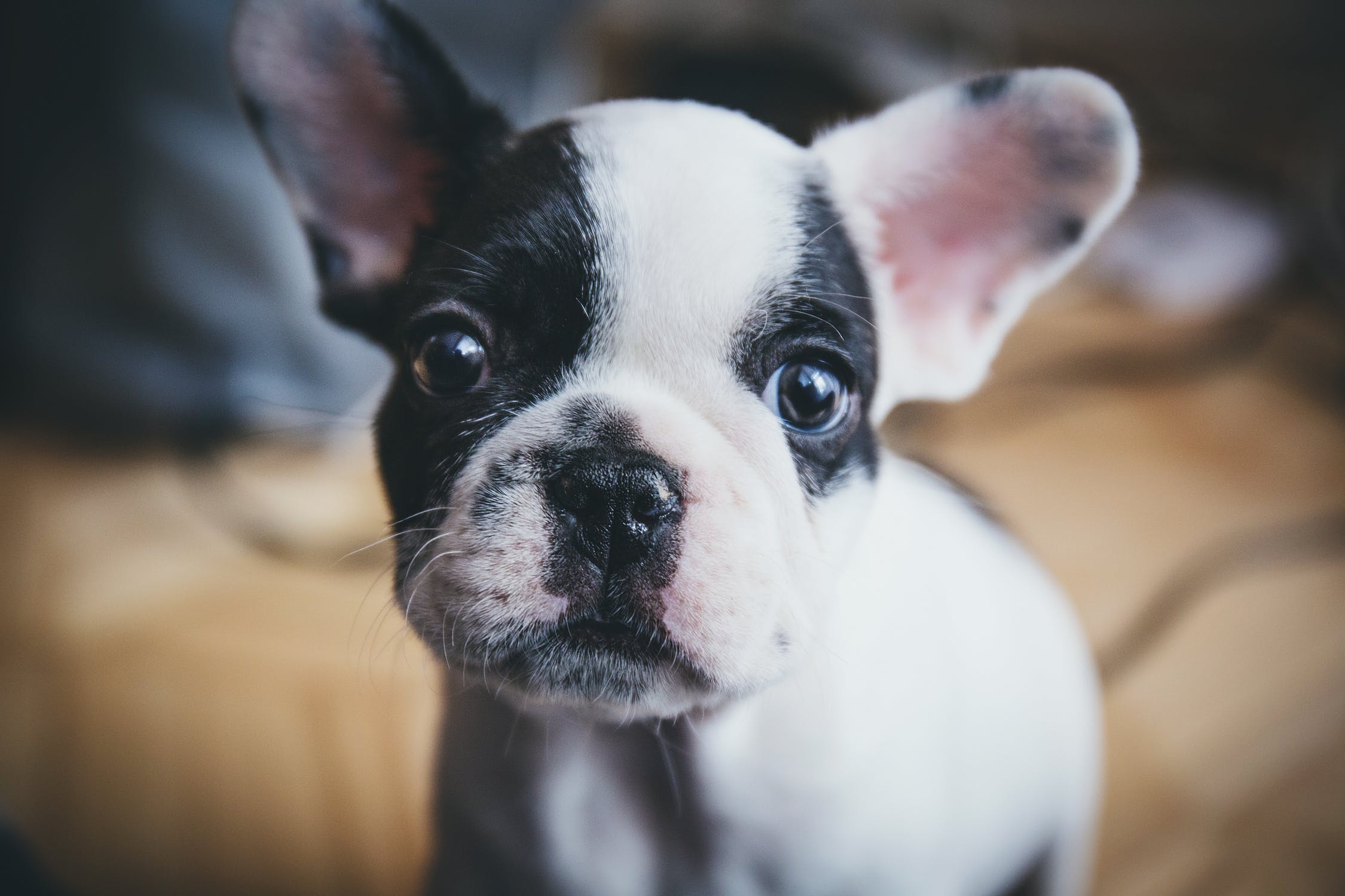 Telenor gör det möjligt att ringa till sin hund