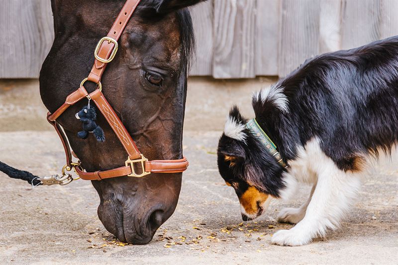 Probihorse väljer SiteDirect för e-handel