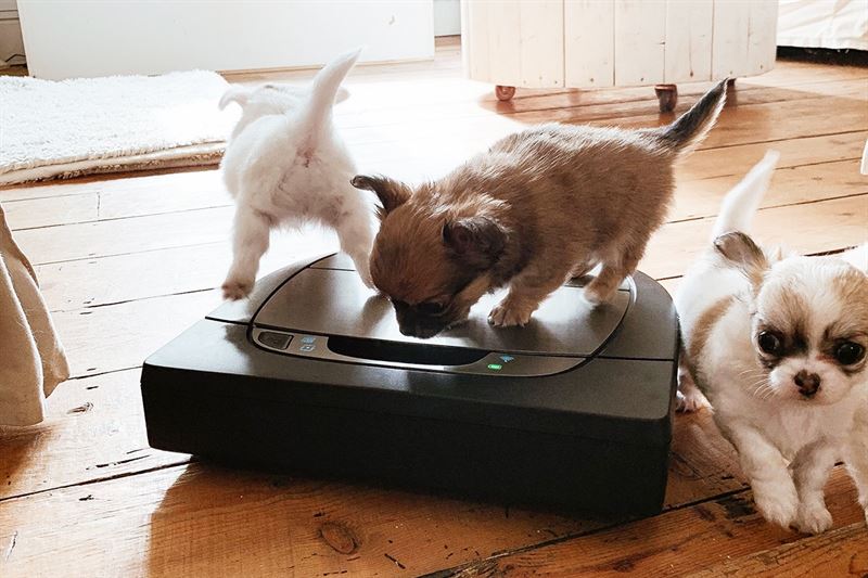Neato lanserar premiumpaketet Pet Edition Bundle för husdjursägare